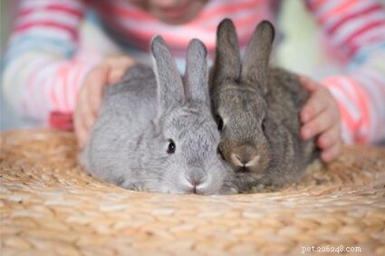 Hur ber kaniner om ursäkt till varandra?