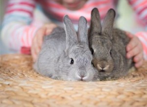 Hoe verontschuldigen konijnen zich tegenover elkaar?