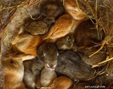 토끼의 첫 배설물에는 몇 마리의 아기가 있습니까?