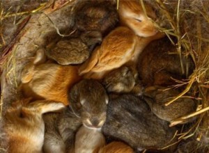 Quantos bebês os coelhos têm na primeira ninhada?