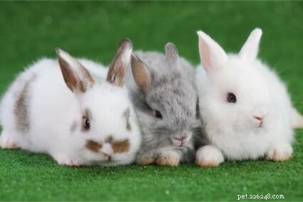 Come tenere insieme due conigli