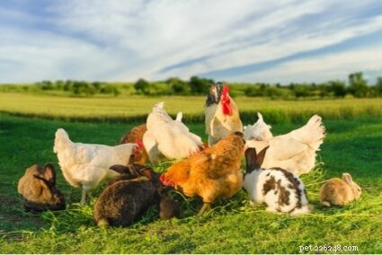 ウサギと鶏はハッチを共有できますか？ 