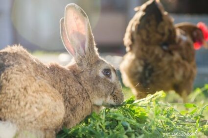I conigli e i polli possono condividere una gabbia?