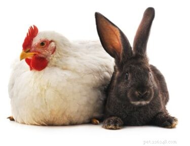 I conigli e i polli possono condividere una gabbia?