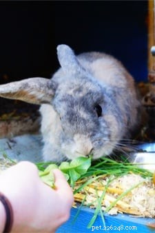 Les meilleures et les plus populaires races de lapins de compagnie