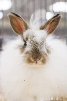 Melhores e mais populares raças de coelhos de estimação
