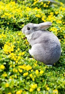 가장 인기 있는 애완용 토끼 품종