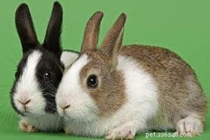 가장 인기 있는 애완용 토끼 품종