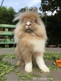 最高で最も人気のあるペットのウサギの品種 