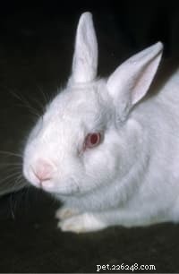 Le migliori e più popolari razze di conigli da compagnia