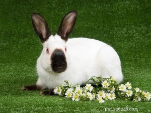 最高で最も人気のあるペットのウサギの品種 