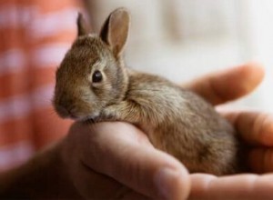 Quando os bebês coelhos ficam com pelos?