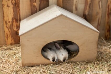 Come fai a sapere quando un coniglio sta dormendo?