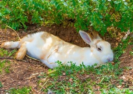 Hur vet du när en kanin sover?