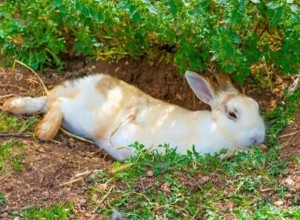 Hoe weet je wanneer een konijn slaapt?