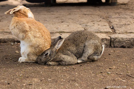 Jak se v průběhu času vyvinuli králíci?