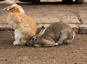토끼는 시간이 지남에 따라 어떻게 진화했습니까?