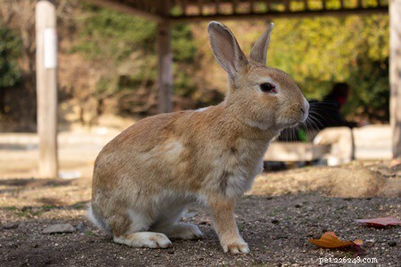 토끼는 시간이 지남에 따라 어떻게 진화했습니까?