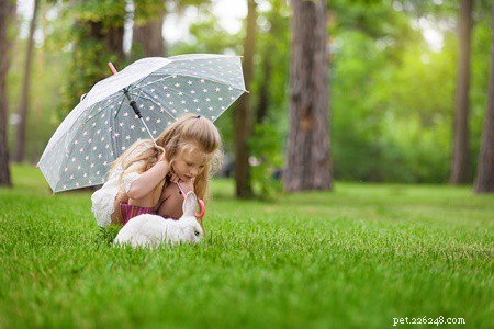 Можете ли вы выпустить своего кролика под дождь?