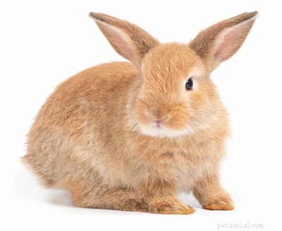 Por que os coelhos não têm almofadas nas patas?