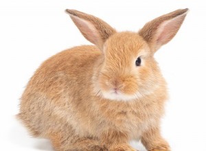 토끼에게 발 패드가 없는 이유는 무엇입니까?