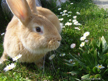 토끼는 자신의 이름을 알고 있습니까?