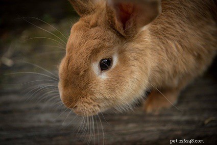Pourquoi les lapins lèchent-ils les choses ? (Léchage normal ou excessif)