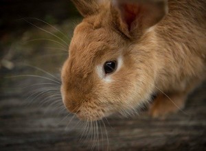 Por que os coelhos lambem as coisas? (Limitação normal x excessiva)