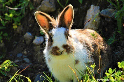 Vad är den sällsynta kaninrasen?