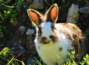 Vad är den sällsynta kaninrasen?