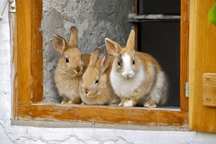 Waarom likken konijnen dingen? (Normaal versus overmatig likken)