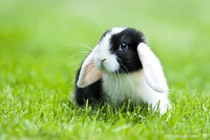 Waarom wiebelen konijnen met hun neus? (Betekenis wiebelende neus)