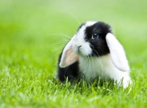 Por que os coelhos mexem o nariz? (Significado do movimento do nariz)