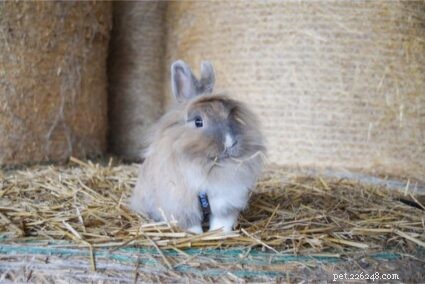 Perché i conigli mangiano la loro stessa cacca?