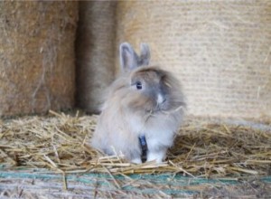 Perché i conigli mangiano la loro stessa cacca?
