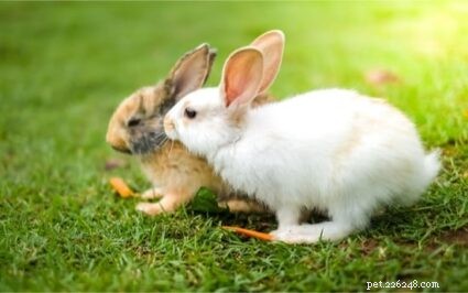Hur mycket motion behöver kaniner varje dag?