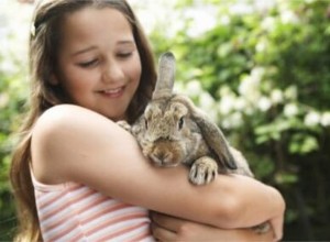 Quali sono i pro ei contro dei conigli indoor come animali domestici?