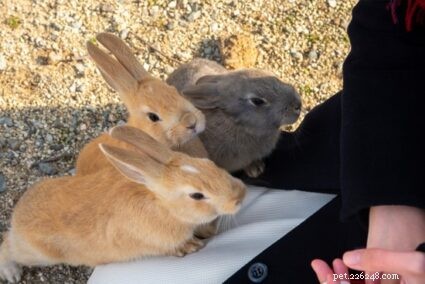 Quanto esercizio hanno bisogno i conigli ogni giorno?