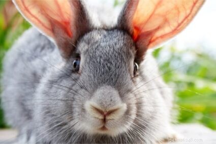 Varför ändrar kaninpäls färg?