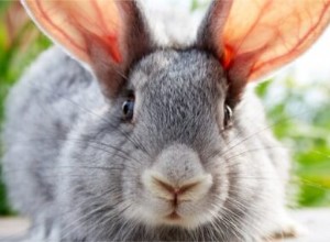 Proč králičí srst mění barvu?