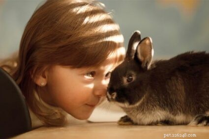 Quali sono i pro ei contro dei conigli indoor come animali domestici?