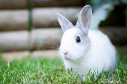 Varför ändrar kaninpäls färg?