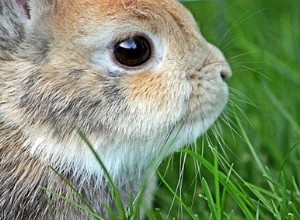 Perché al mio coniglio non piaccio più?