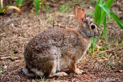 Quanto corrono i conigli? Coniglio selvatico + domestico Velocità massima