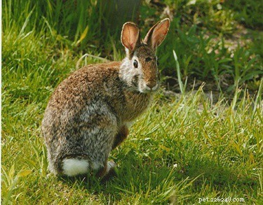 Hoe snel rennen konijnen? Wild + huiskonijn Topsnelheid