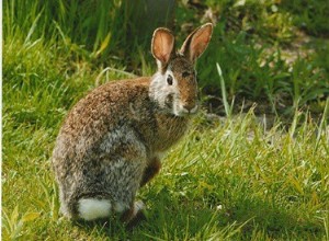 Hur snabbt springer kaniner? Wild + Tamkanin topphastighet