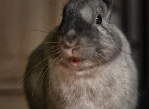 Por que os coelhos se divertem? (Explicação de binky)