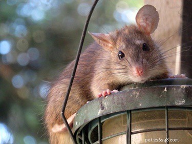 Coelhos de estimação atraem roedores?