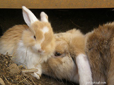 ペットのウサギは齧歯動物を引き付けますか？ 