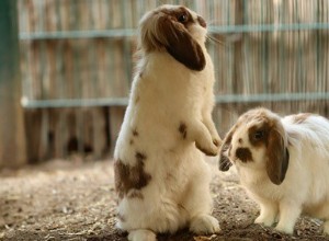 Qual ​​é o comportamento de montagem em coelhos?